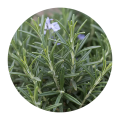Rosemary Oil