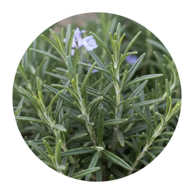 Rosemary Oil
