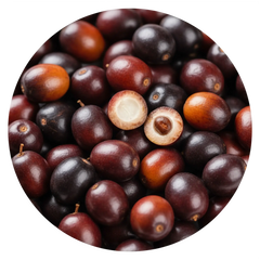 Saw Palmetto